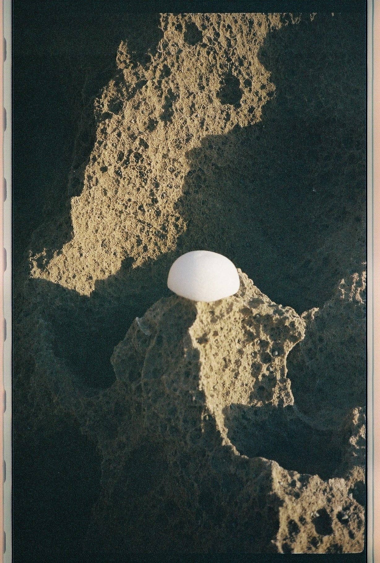 Forah Clear Konjac Sponge